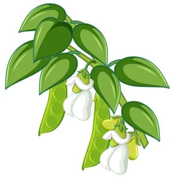 String bean tree cartoon style isolated on white background 스톡 일러스트