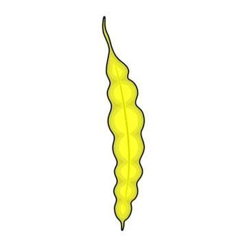 String bean yellow isolated on white background 스톡 일러스트