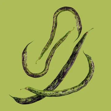 String beans on a green background. Stock Photos