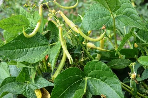 String beans grow in the garden. Stock Photos