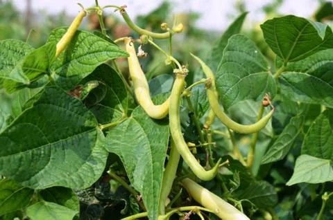 String beans grow in the garden. Stock Photos