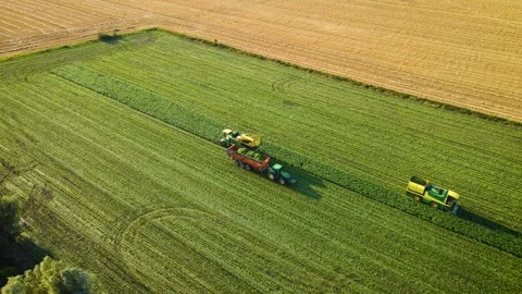String beans mechanized harvesting with modern combines harvesters and tractor Stock Footage 249529276