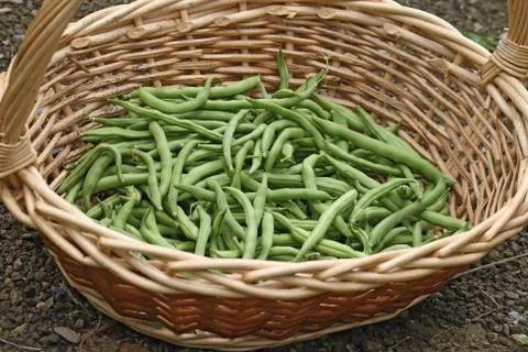 String beans Stock Photos