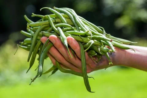 String beans Stock Photos