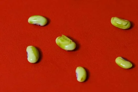 String beans seeds closeup on isolated red background Stock Photos