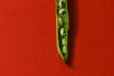 String beans seeds closeup on isolated red background Stock Photos