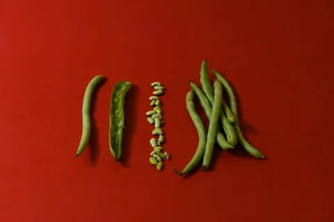 String beans seeds closeup on isolated red background Stock Photos