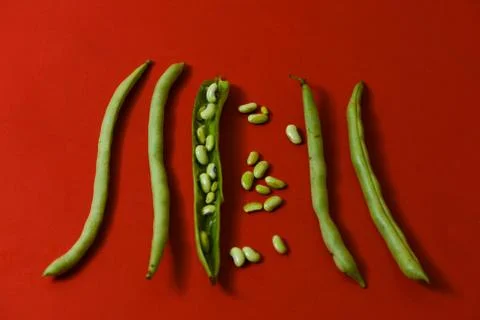 String beans seeds closeup on isolated red background Stock Photos