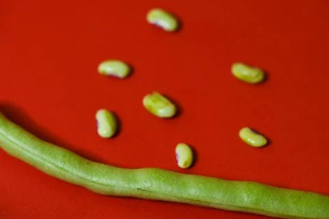 String beans seeds closeup on isolated red background Foto stock