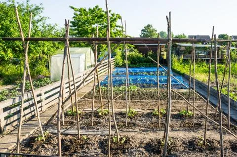 String beans in a vegetable garden Stock Photos