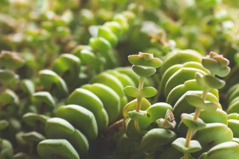 String of buttons close up Stock Photos