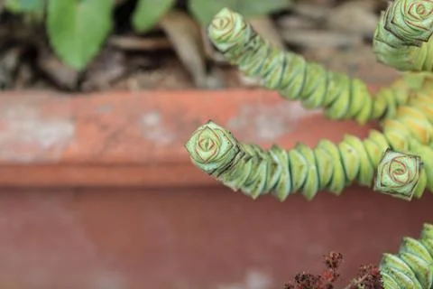 String of buttons succulent, stacked crassula, crassula rupestris, crassulaceae 写真素材