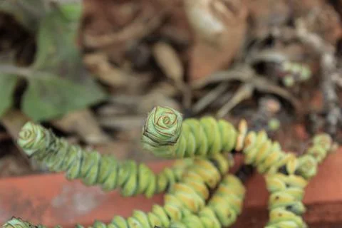 String of buttons succulent, stacked crassula, crassula rupestris, crassulaceae 写真素材