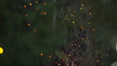 String of Christmas lights in the forest, out of focus in the spruce branches Stock Footage 245959866