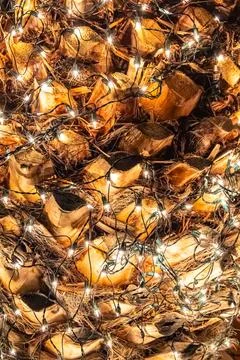 A string of Christmas lights wrapped around the trunk of a palm tree. Stock Photos