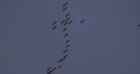 String of cranes in flight, 4K slow Video stock 237472951