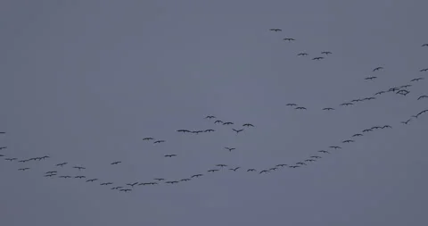 The string of cranes is moving away, 4K slow Stock Footage 237471226