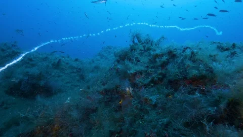 String jellyfish surrounded by Anthias and rainbow wrasseMediterranean Sea,Italy Stock Footage 115515018