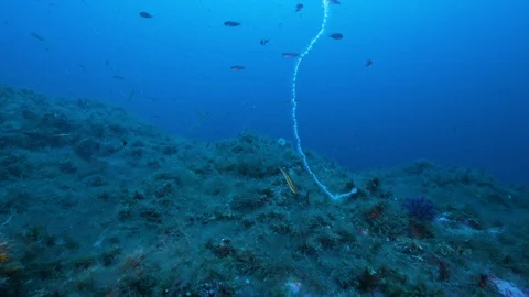 String jellyfish surrounded by Anthias and rainbow wrasseMediterranean Sea,Italy Stock Footage 115515576