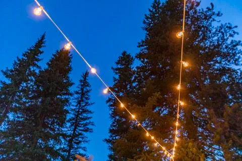 String lights against pine trees Stock Photos