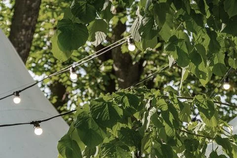 String of Lights Between Trees in Serene Outdoor Setting Stock Photos