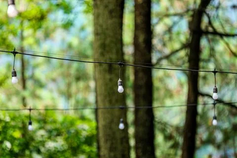 String Lights in a Forest Setting Stock Photos