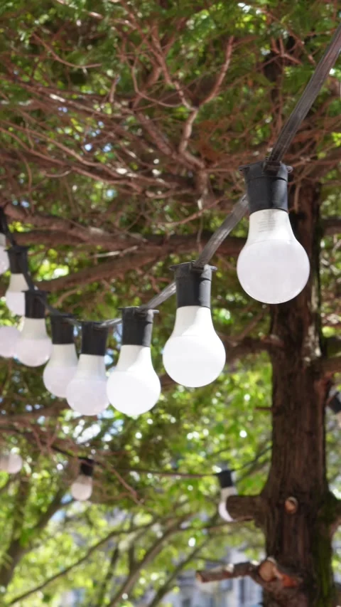 String lights hang from the branches of a leafy tree Stock Footage 336363223