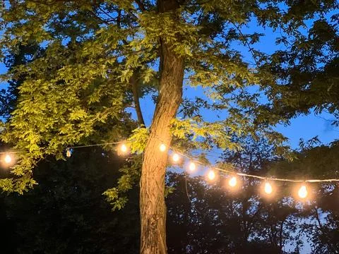 String lights hanging from a tree illuminating the night sky Stock Photos