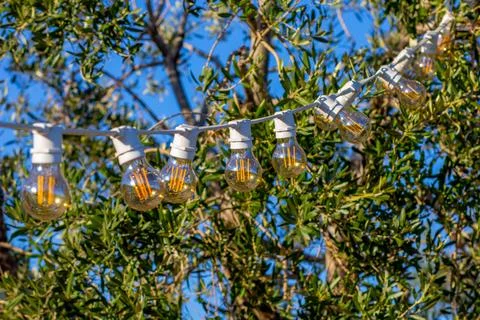 String lights hanging on a tree in a wine park Stock Photos