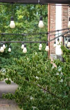 String lights hanging under an outdoor metal frame with lush green foliage in Stock Photos