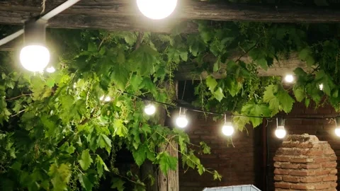 String lights illuminating green vine leaves at night Vidéo 312122708