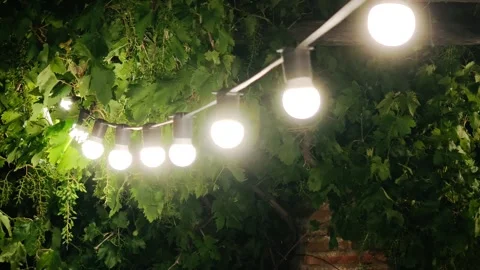 String lights illuminating a lush green vine at night Видео 312122689