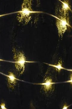 String lights provide soft illumination on rough bark texture Stock Photos