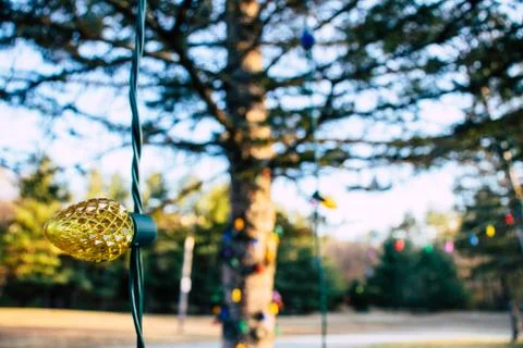 String lights wrapped around a tree. Stock Photos