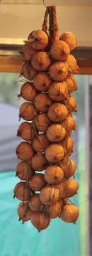 String of Onions. Stock Photos