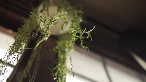 String of Pearls Hanging Plant Pan and Rack Focus From Below Stock Footage 237110625