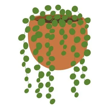 String of Pearls Hanging Succulent Plant Flat Vector Illustration Stock Illustration