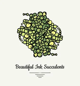 String Of Pearls Senecio hand drawn succulent vector isolated illustration. M Stock Illustration