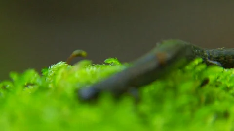 String salamander rack Stock-Footage 566548