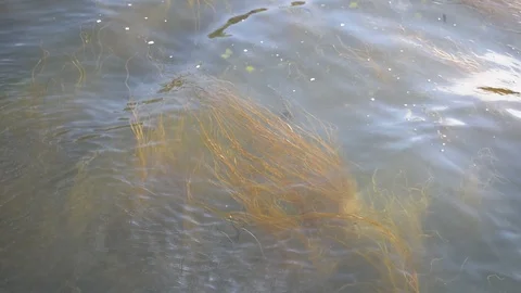 String Seaweed Stock Footage 111891152