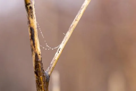 String of tiny droplets on a cobweb hanging from a V in a small branch Foto stock