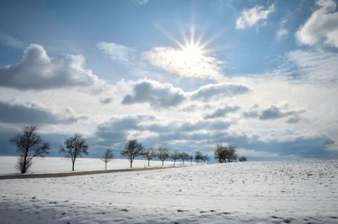 String of trees and snowy fields Stock Photos