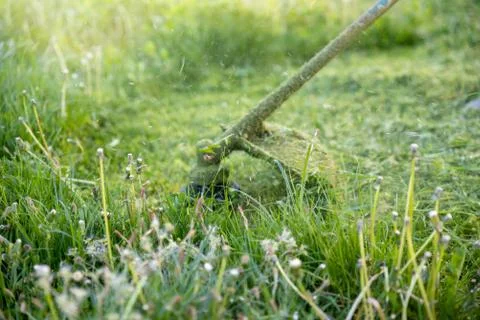 String trimmer mowing big grass, time stopped, particles of grass Foto stock