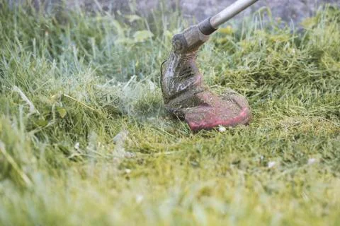 String trimmer mowing the grass, grass particles flying around Fotos Stock