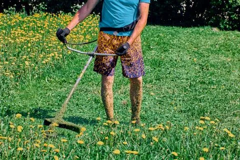 String trimmer weed eater shreds plants in field of blooming dandelions, gr.. Stock Photos