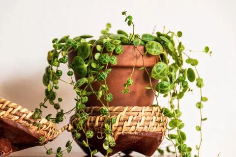 "String of turtles" (peperomia prostrata) trailing houseplant. Stock Photos