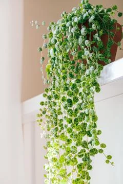 "String of turtles" (peperomia prostrata) trailing houseplant. Stock Photos