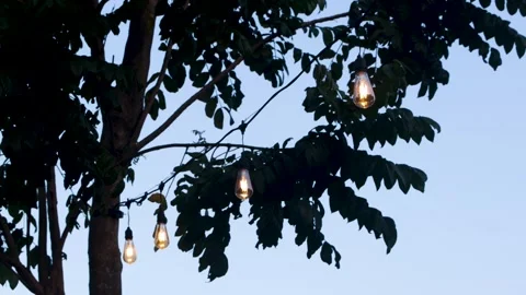 String of vintage light bulbs glowing brightly on tree branches in outdoor .. Stock Footage 344694232