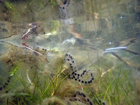 A string of Western Toad eggs Stock Photos