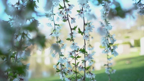 String of White Flowers Blowing in the Wind with Blurred Background Video stock 88792070